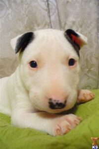 bull-terrier