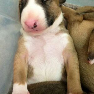 Bull Terrier